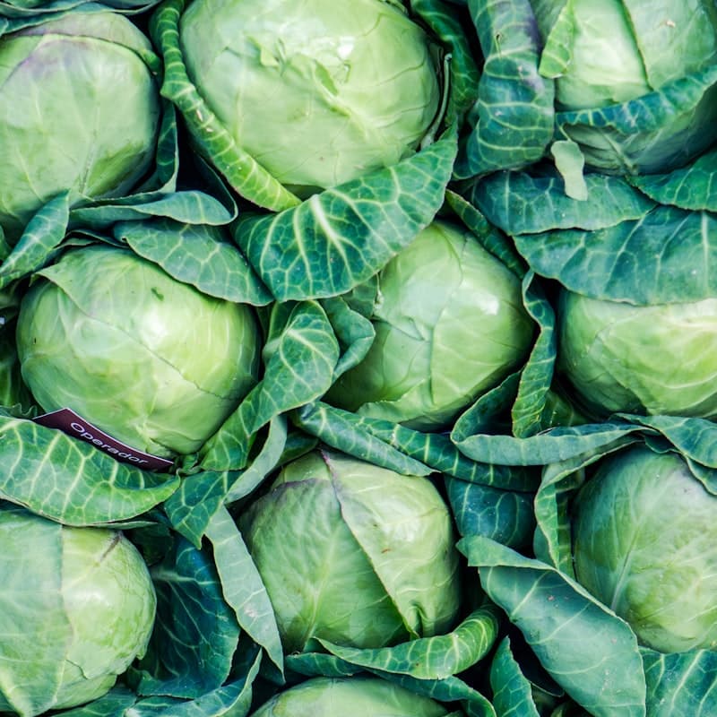 Cabbage, head