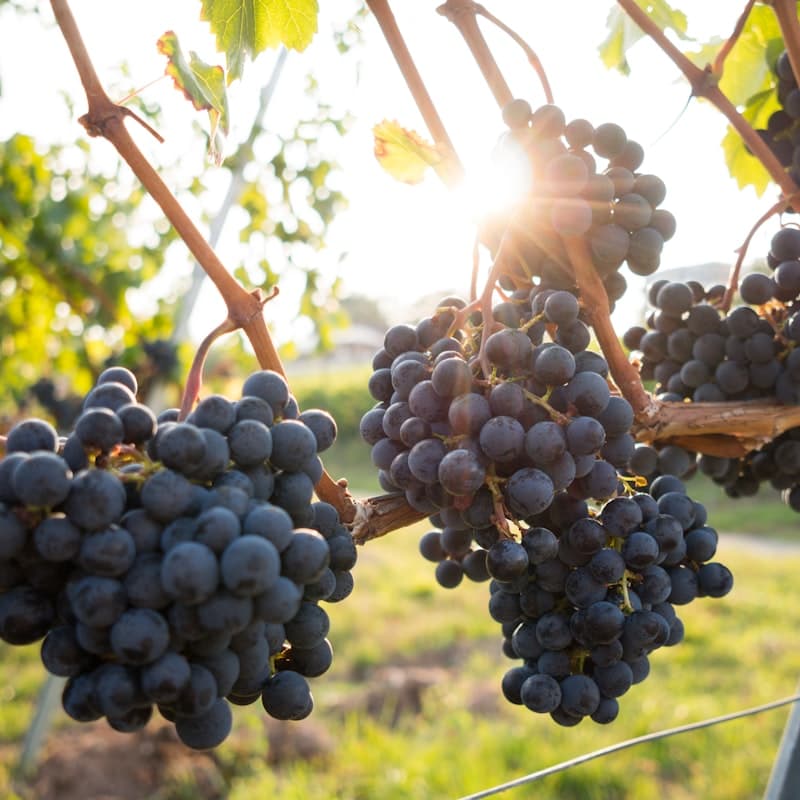 Red grapes, 500 g